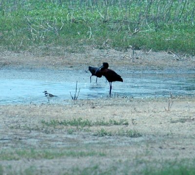 420nealsCooksFishH 139whitefacedIbisKilldeer.jpg