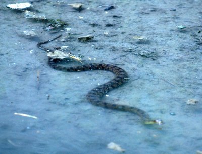 420nealsCooksFishH 147diamondbackedwatersnake vigorous biter.jpg
