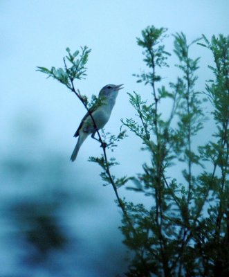 420nealsCooksFishH 097BellsVireo.jpg