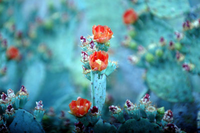 420nealsCooksFishH 101cactusflowers.jpg