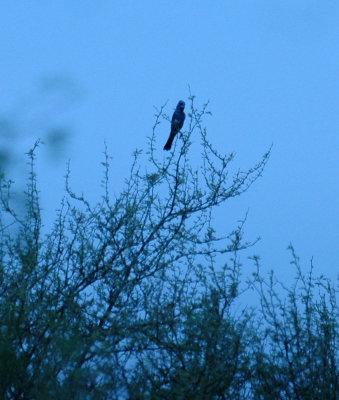 420nealsCooksFishH 103bluegrosbeak.jpg