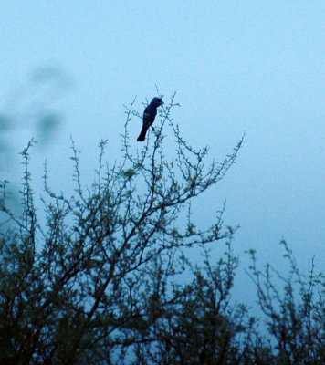 420nealsCooksFishH 104bluegrosbeak.jpg