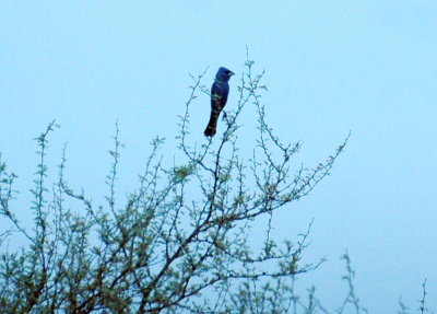 420nealsCooksFishH 105bluegrosbeak.jpg