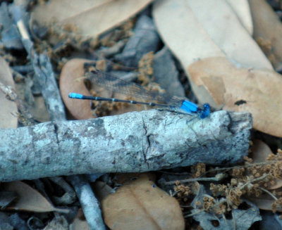 420nealsCooksFishH 114blueringeddancer.jpg