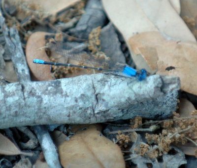 420nealsCooksFishH 116blueringeddancer.jpg
