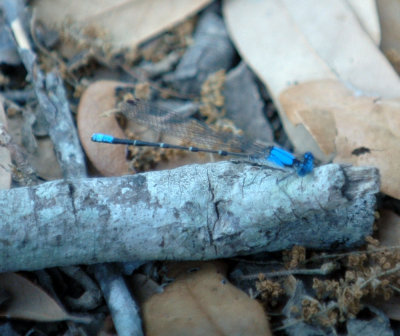 420nealsCooksFishH 117blueringeddancer.jpg