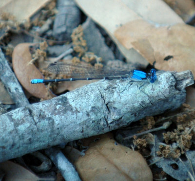 420nealsCooksFishH 118blueringeddancer.jpg