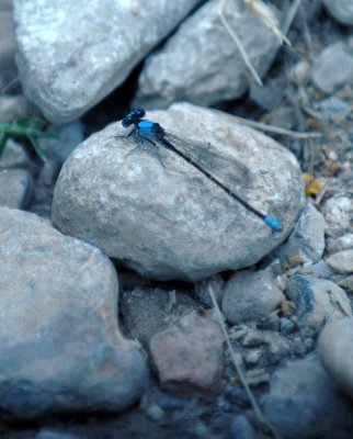 420nealsCooksFishH 122blueringeddancer.jpg