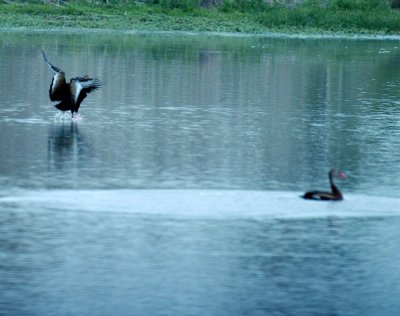 420nealsCooksFishH 125blackbelliedwhistlingducks.jpg