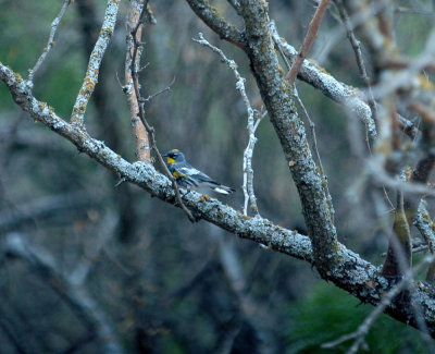 420nealsCooksFishH 134AudubonsYellow-rumped.jpg
