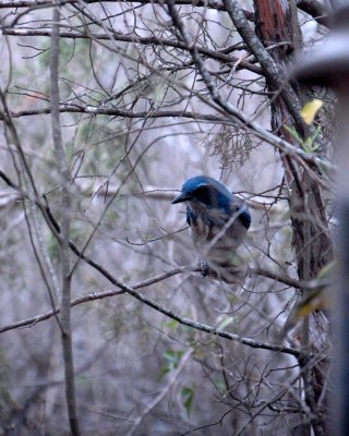 51aNeal's 074westernscrubjay.jpg