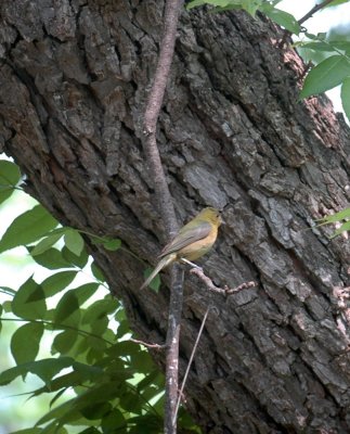 51aNeal's 078paintedbunting.jpg