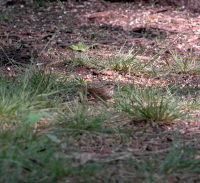 51aNeal's 080lincoln'sSparrow.jpg