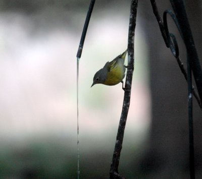 51aNeal's 087nashvillewarbler.jpg