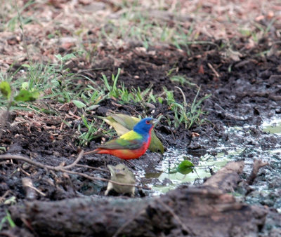 51aNeal's 102paintedbunting.jpg