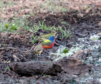 51aNeal's 103paintedbunting.jpg