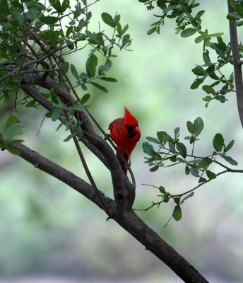 51aNeal's 109cardinal in warbler tree.jpg