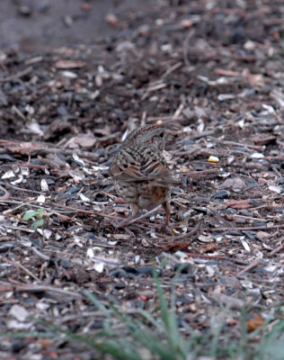 51aNeal's 111lincoln'sSparrow.jpg