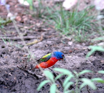 51aNeal's 119paintedbunting.jpg