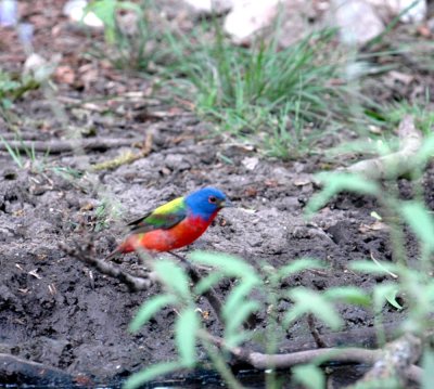 51aNeal's 120paintedbunting.jpg