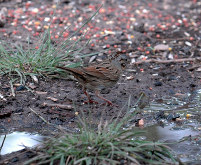 51aNeal's 121lincoln'sSparrow.jpg