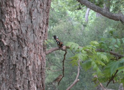 51aNeals 124blackheadedgrosbeak.jpg