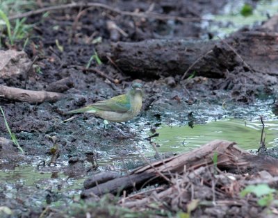 51aNeals 134firstyearmalepaintedbunting.jpg