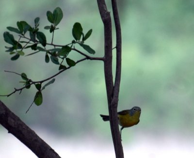 51aNeal's 136nashvillewarbler.jpg
