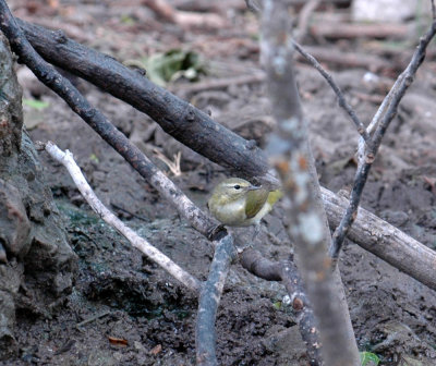 51aNeal's 176tennessee warbler.jpg