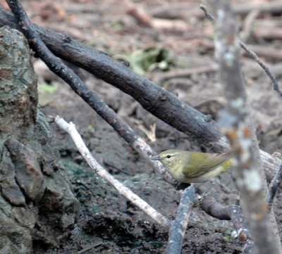 51aNeal's 178tennessee warbler.jpg