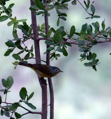 51aNeal's 179nashville warbler.jpg