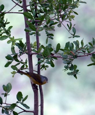 51aNeal's 180nashville warbler.jpg