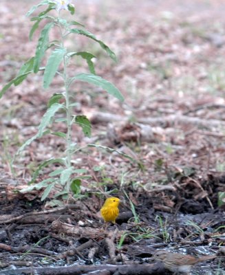 51aNeal's 187yellow warbler.jpg