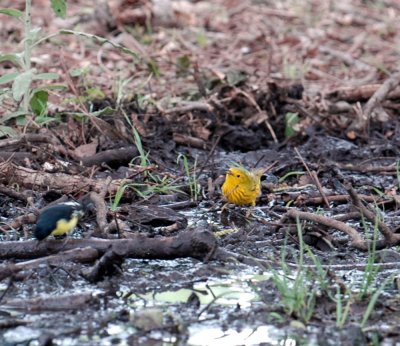 51aNeal's 191yellow warbler.jpg