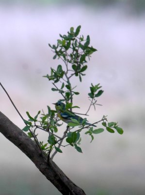 51aNeal's 195northern parula.jpg