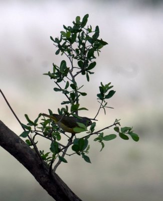 51aNeal's 212nashville warbler.jpg