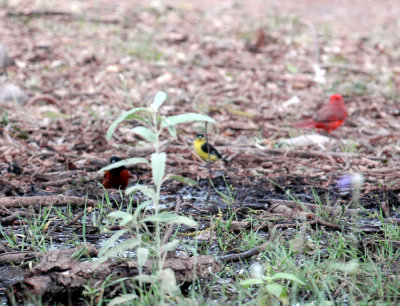 51aNeal's 218orchardOriole.jpg