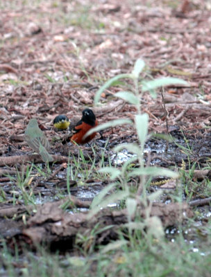 51aNeal's 221orchardOriole.jpg