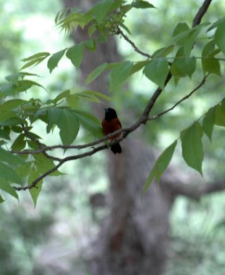 51aNeal's 223orchardOriole.jpg