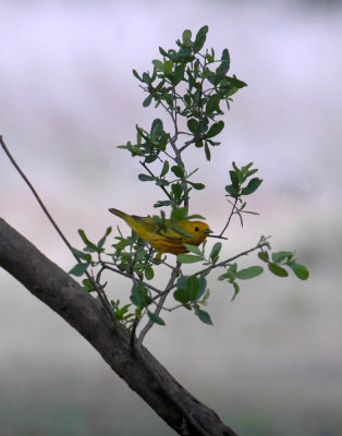 51aNeal's 231yellowwarbler.jpg