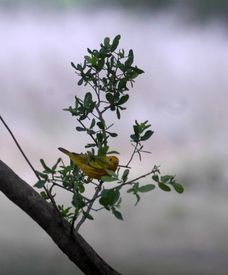 51aNeal's 237yellow warbler.jpg