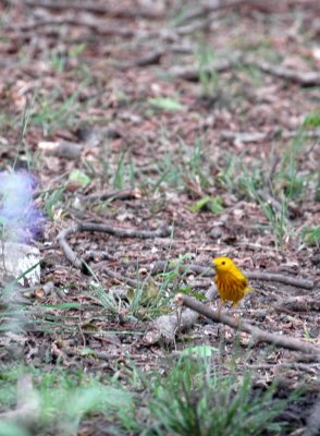 51aNeal's 238yellowWarbler.jpg