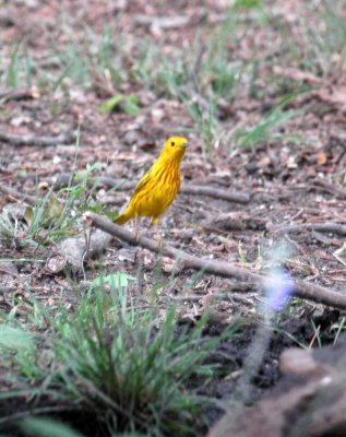 51aNeal's 239yellow warbler.jpg