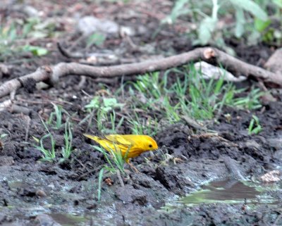 51aNeal's 245yellow warbler.jpg