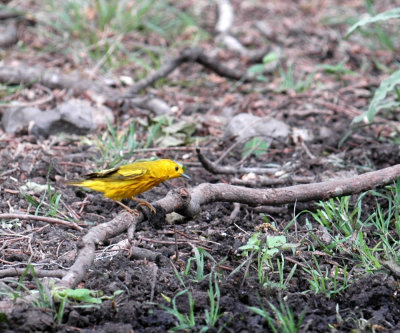 51aNeal's 251yellow warbler.jpg