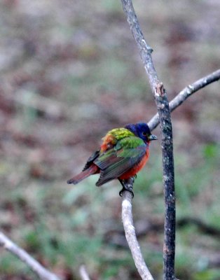 52neal's 024cold painted bunting.jpg