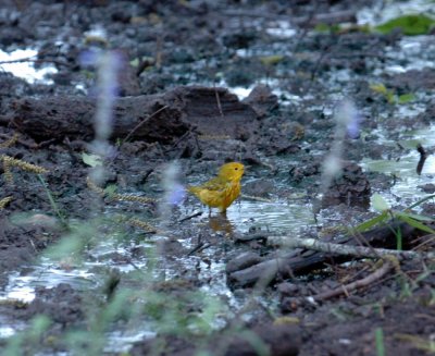 52neal's 032yellow warbler.jpg