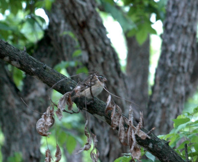 52neal's 034blackheadedgrosbeak.jpg