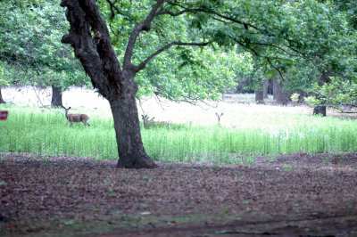 52neal's 040whitetailed deer.jpg