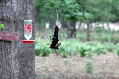 52neal's 041lesserpinesiskin.jpg